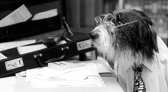 work like a dog