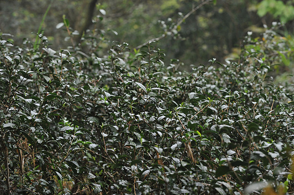 DSC_4077